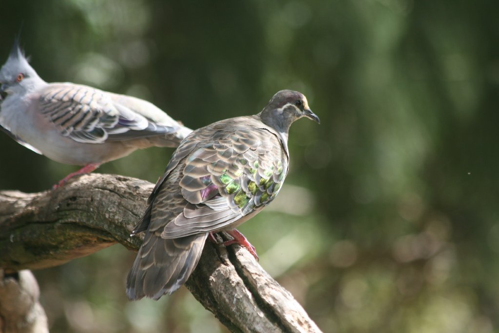 Common Bronzewing