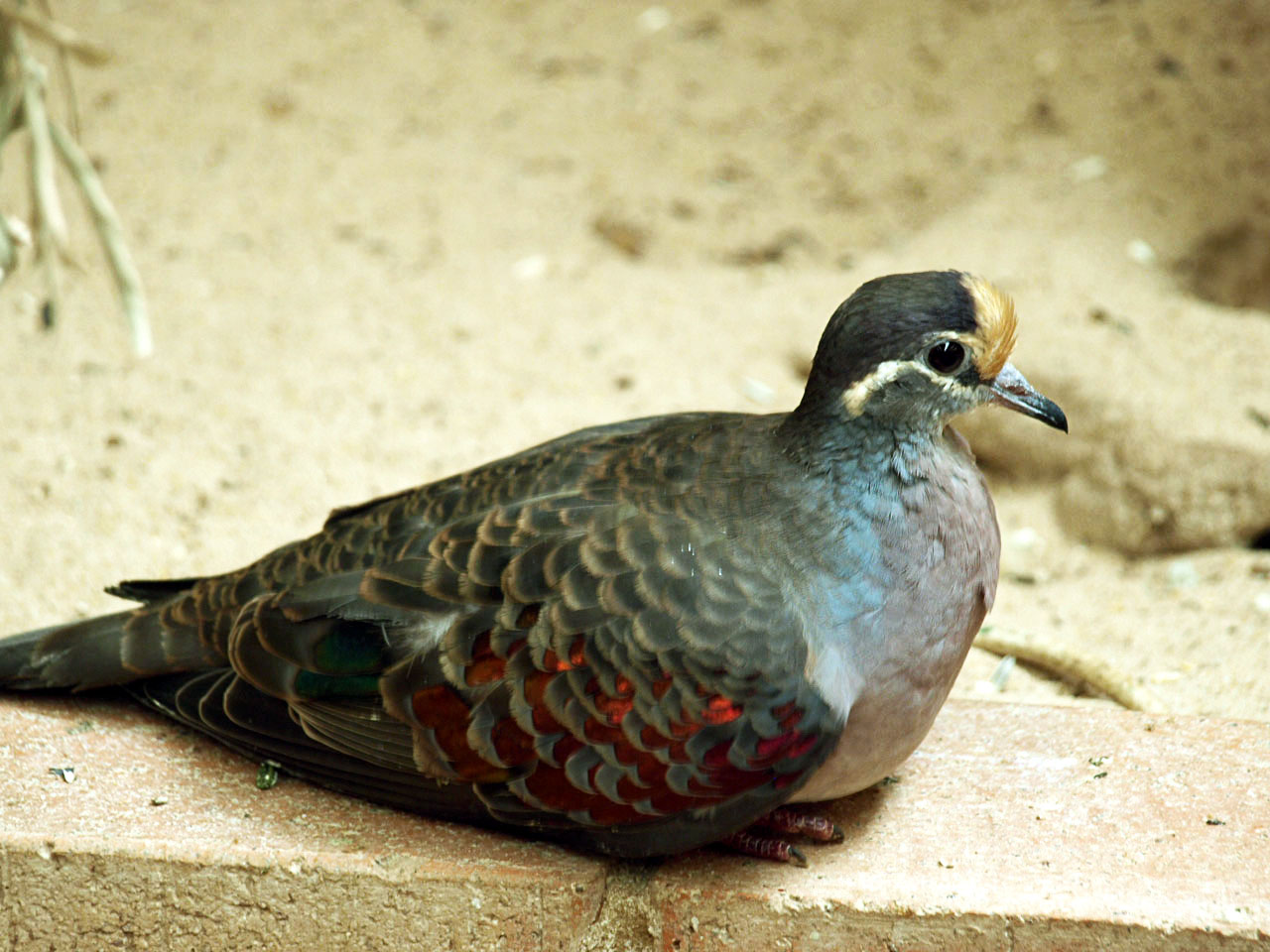 Common Bronzewing