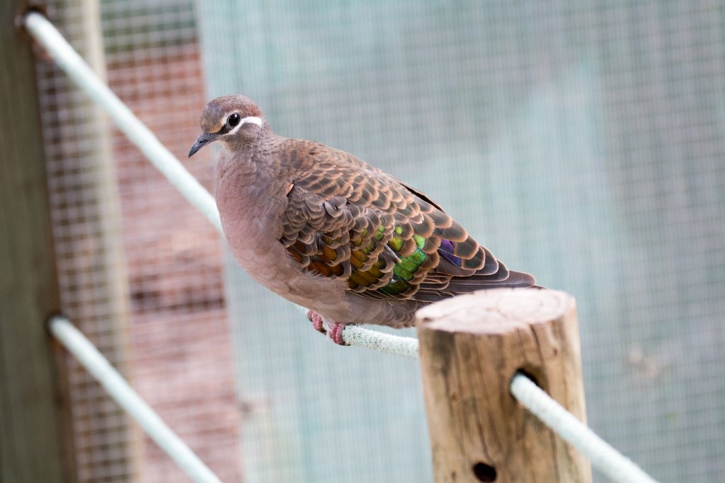 Common Bronzewing