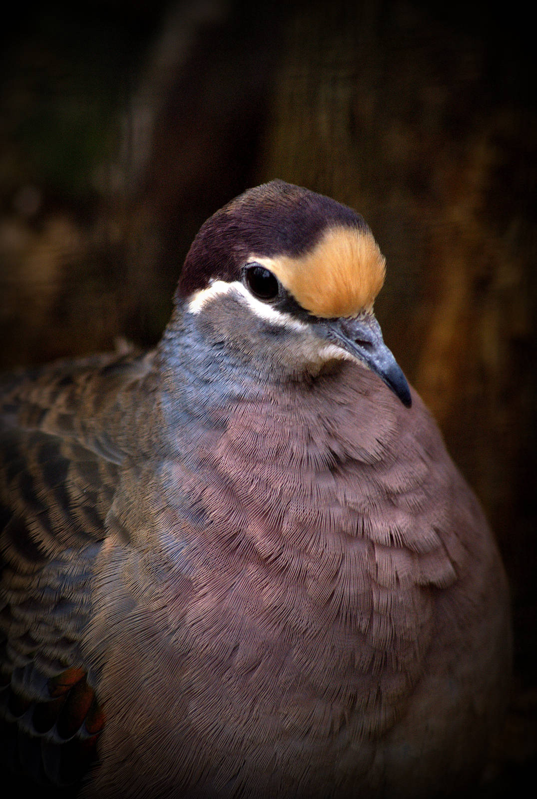 Common bronzewing