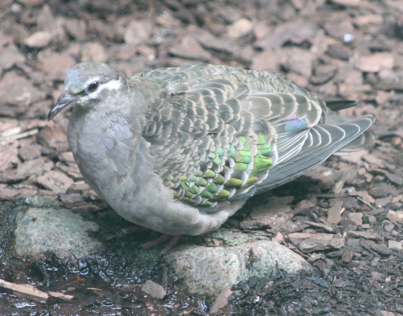 Common bronzewing