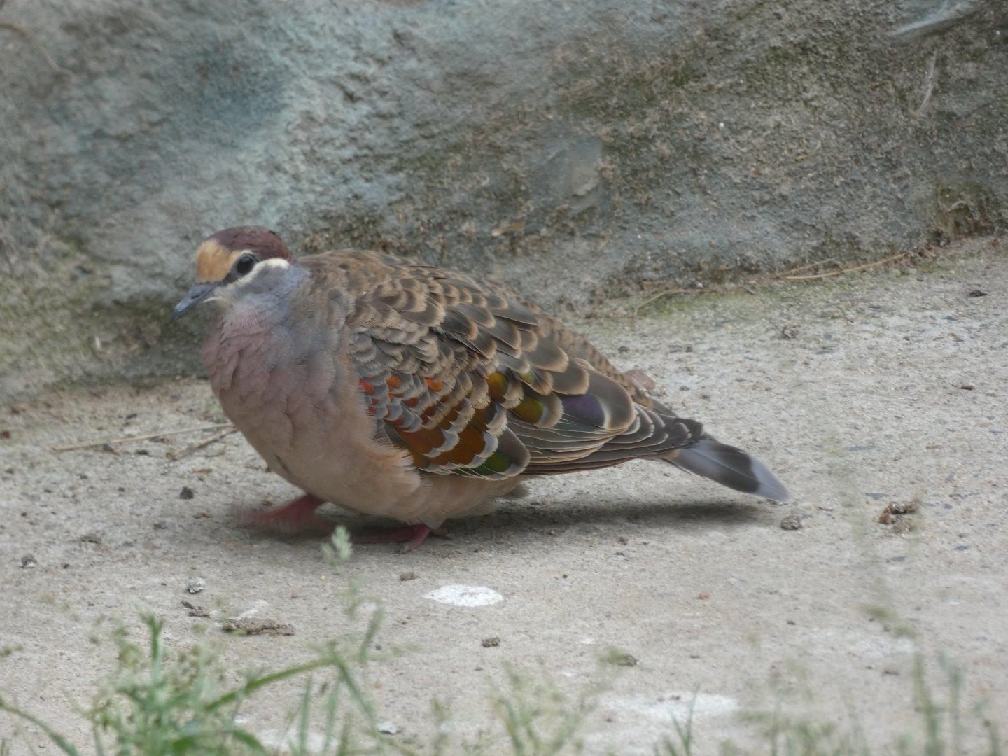 Common Bronzewing