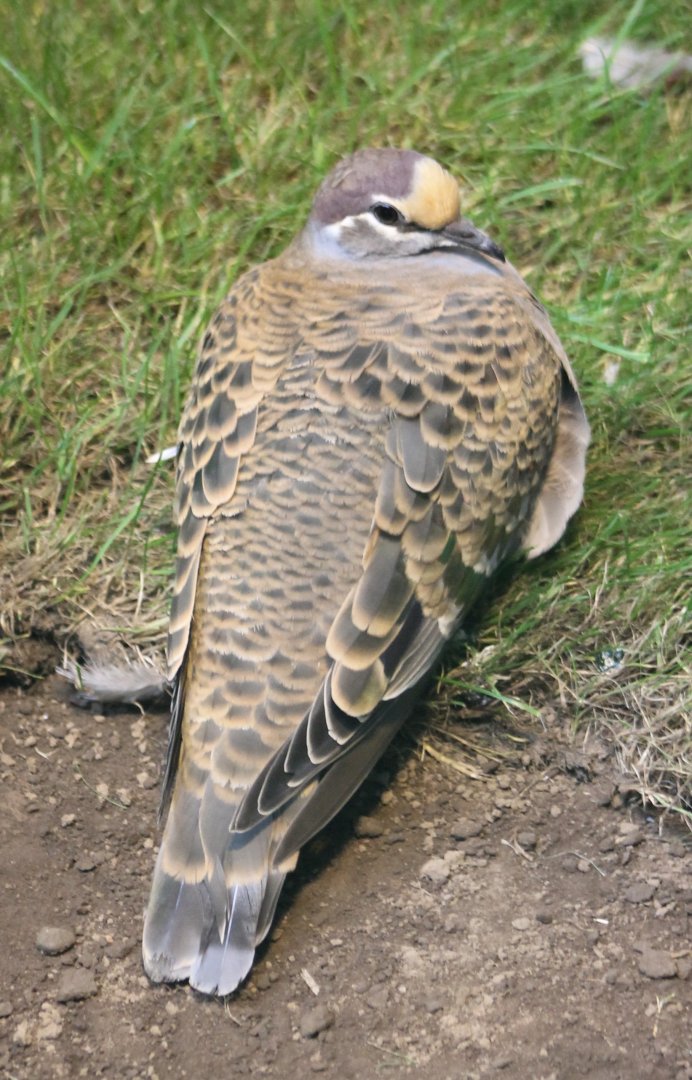 Common bronzewing