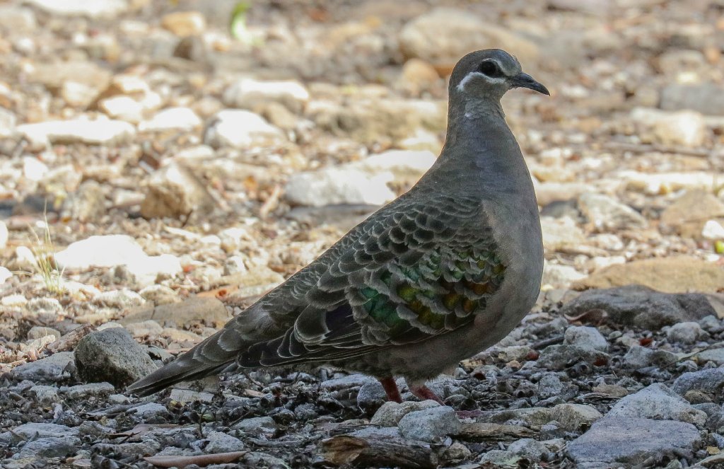 Common Bronzewing