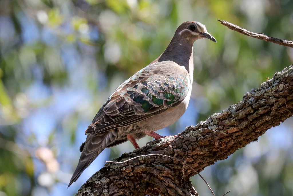 Common Bronzewing