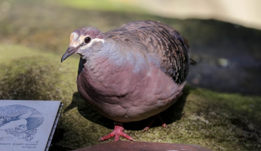 Common Bronzewing
