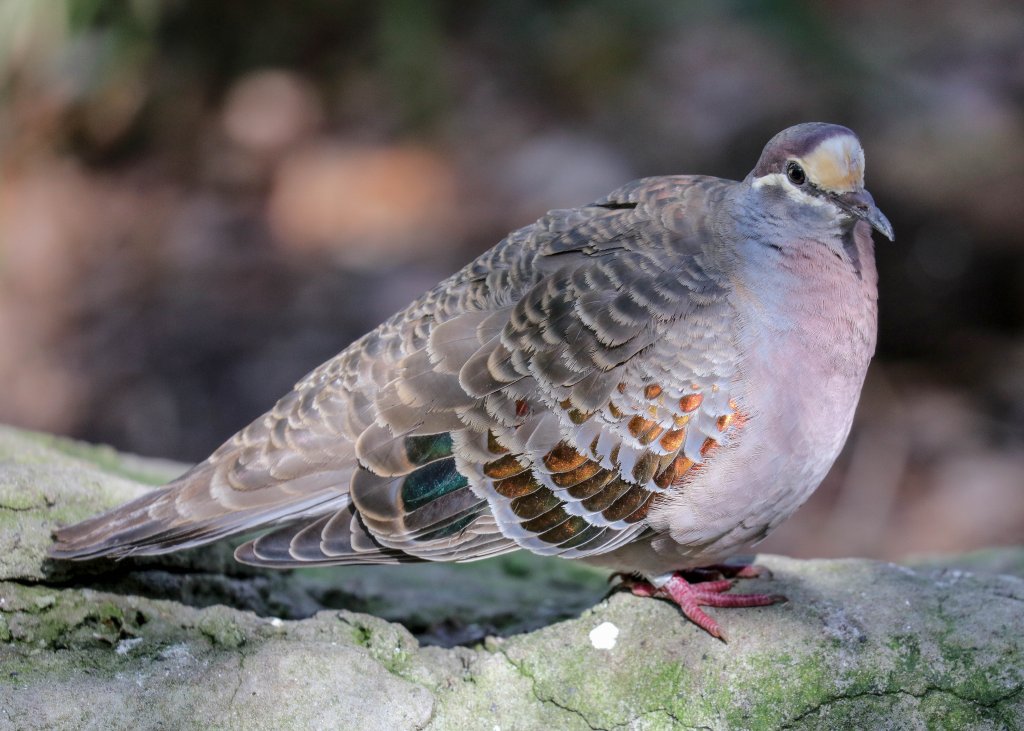 Common Bronzewing