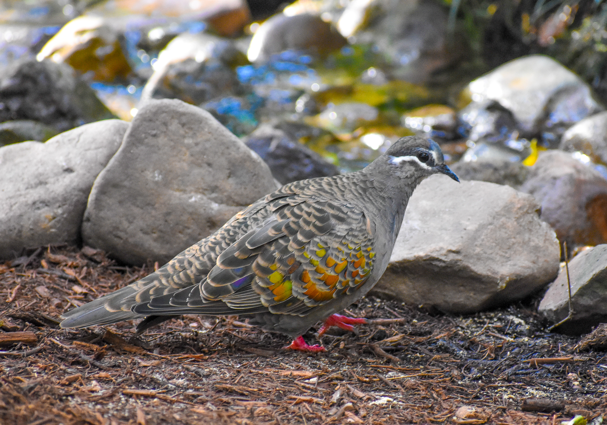 Common Bronzewing