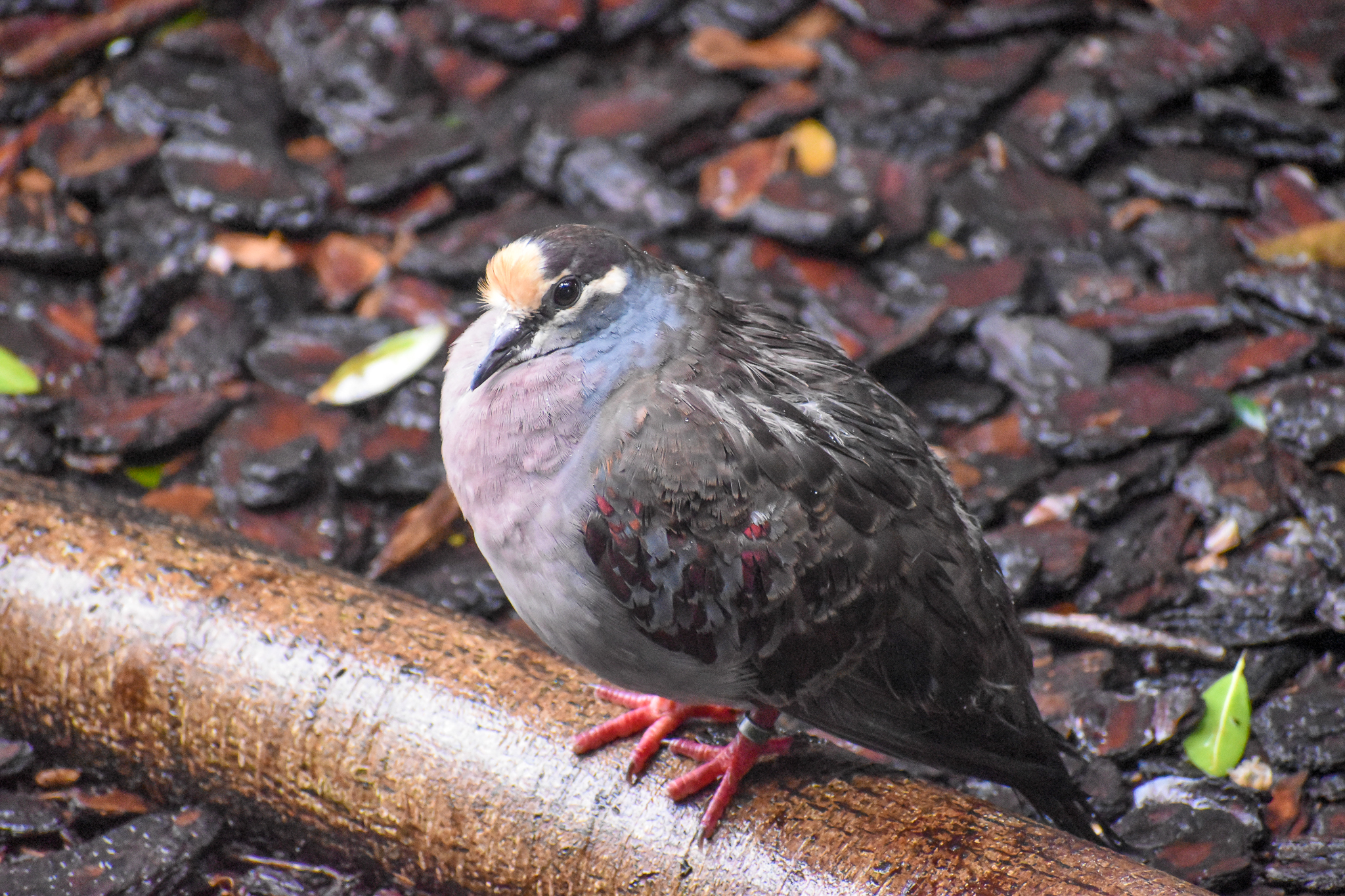Common Bronzewing