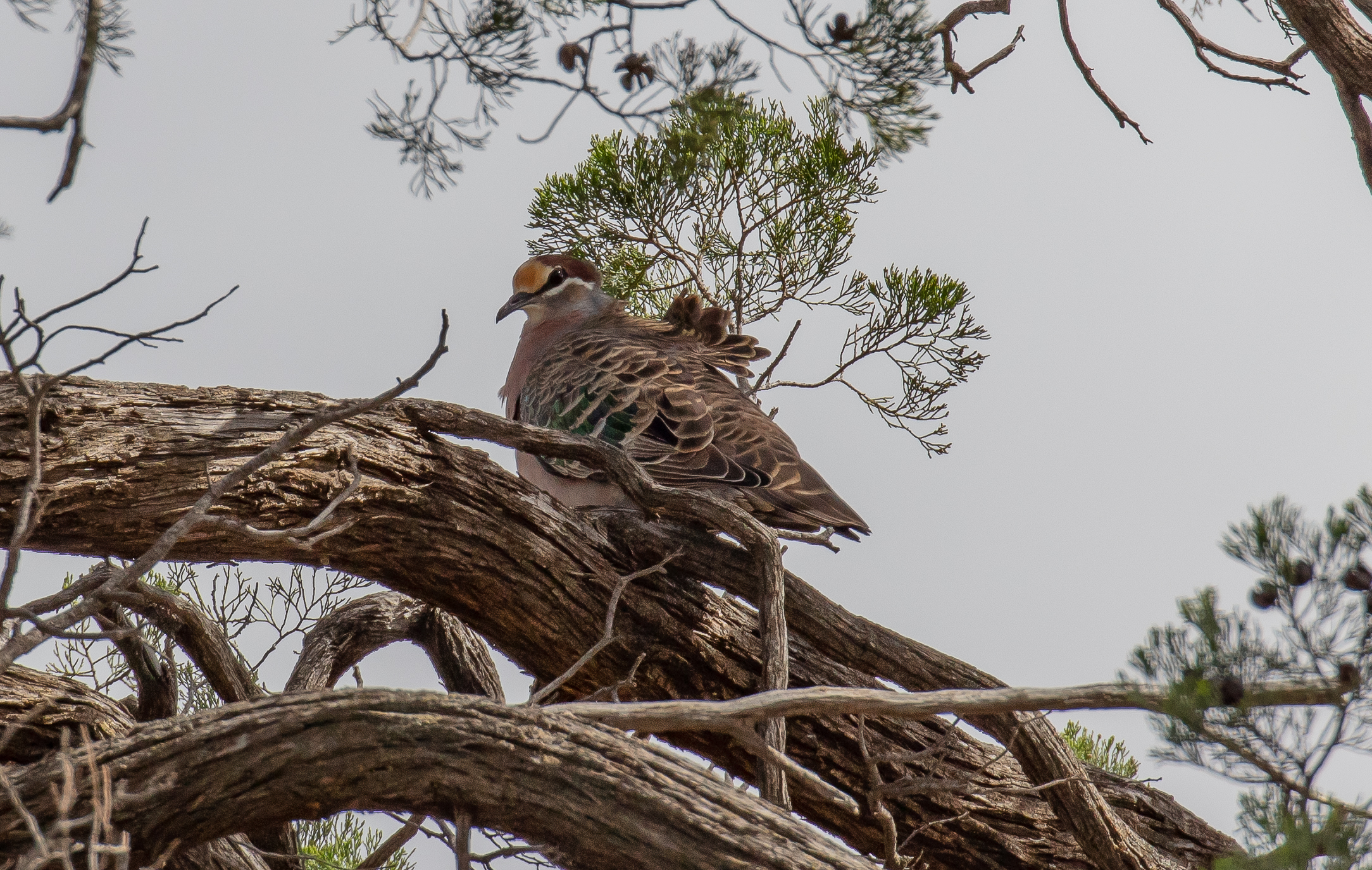 Common Bronzewing