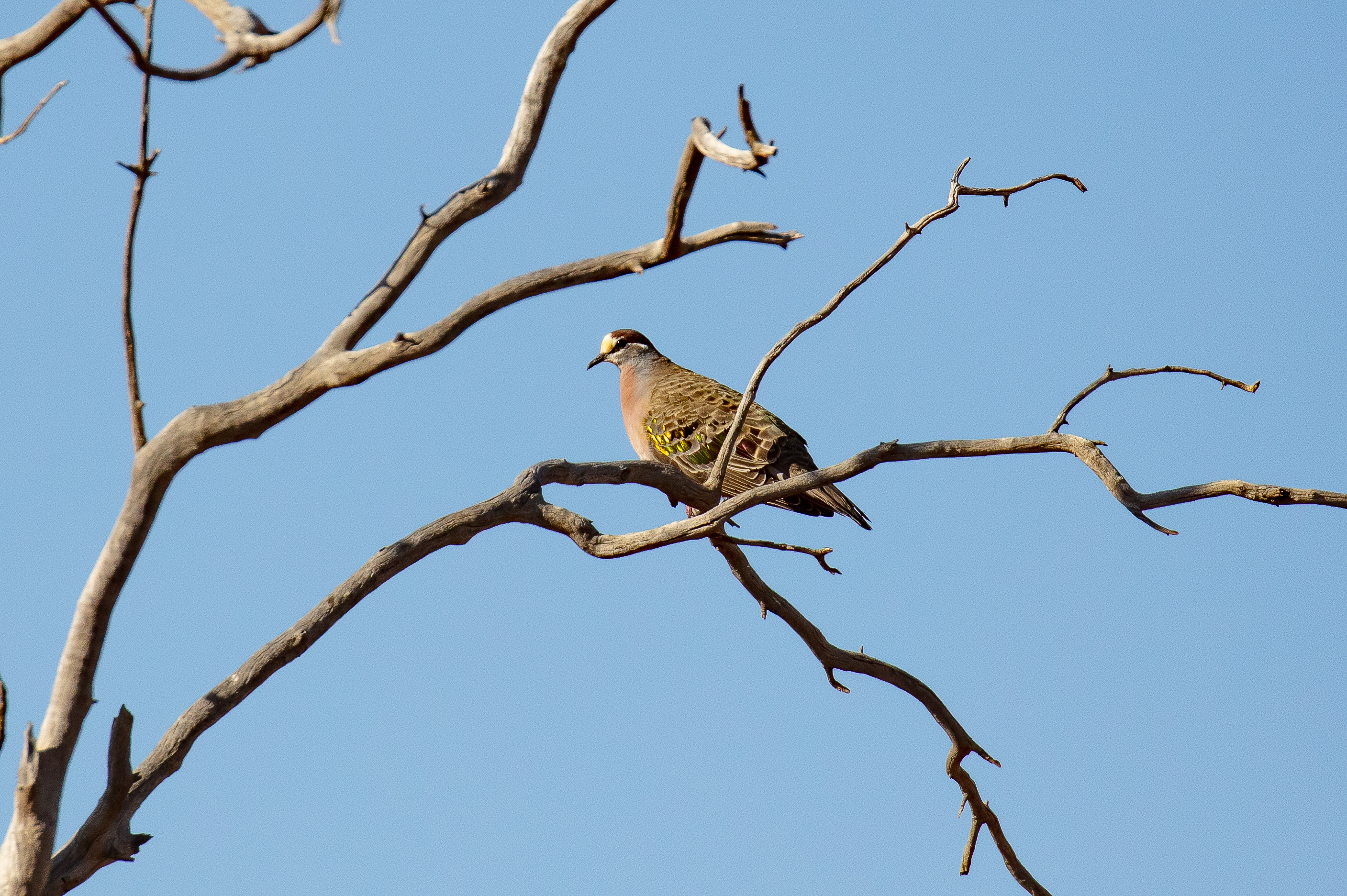 Common Bronzewing