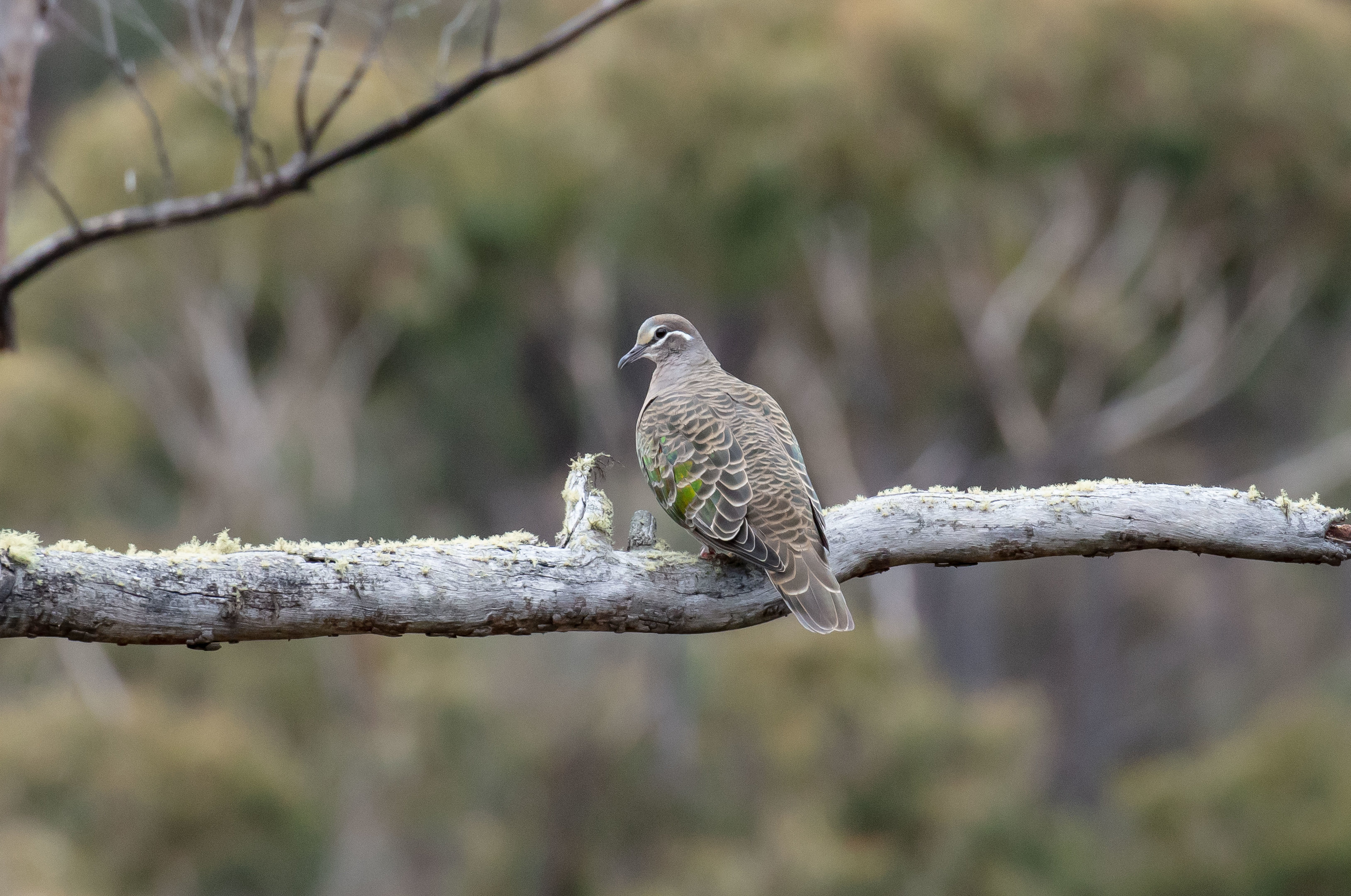 Common Bronzewing