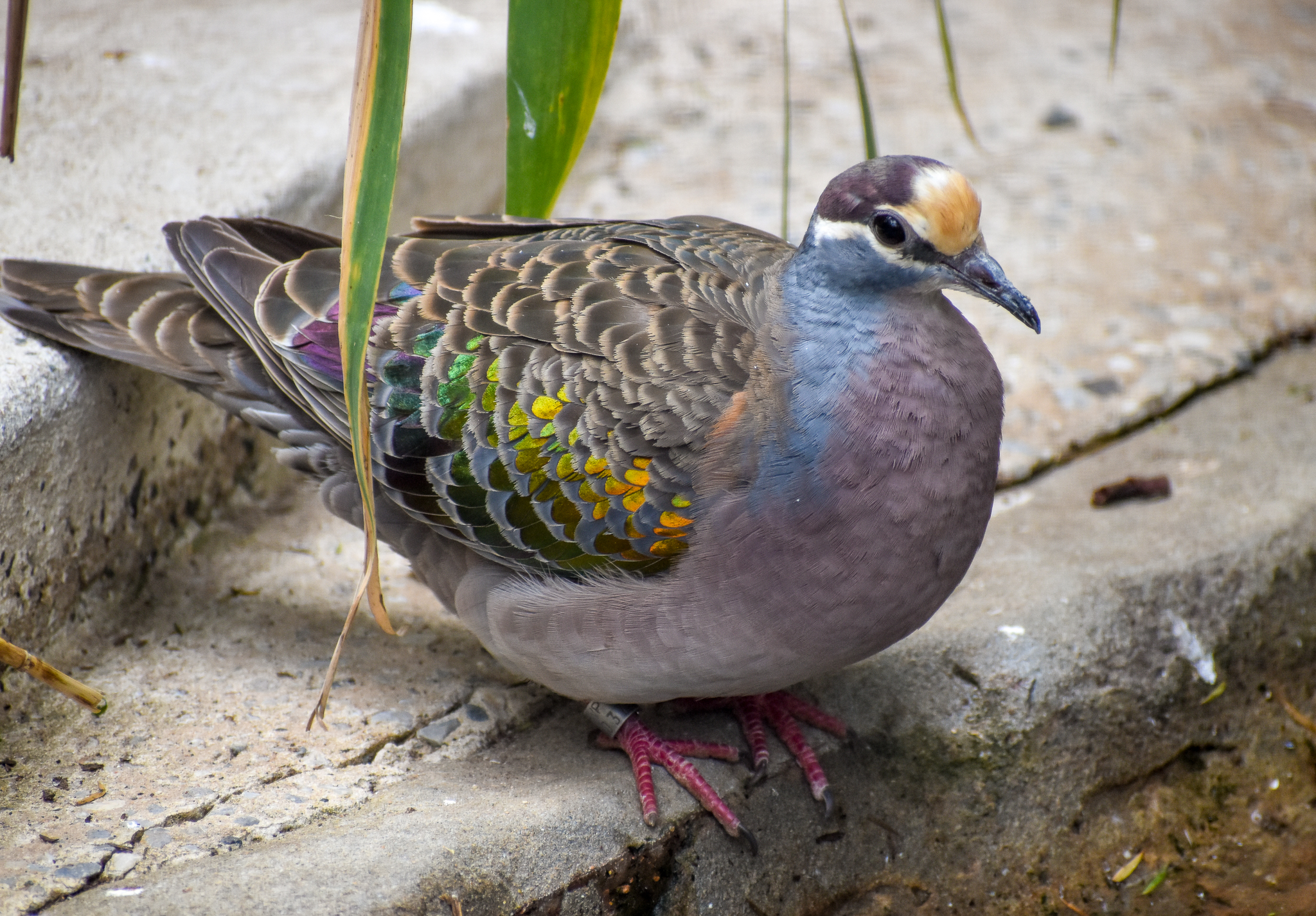 Common Bronzewing