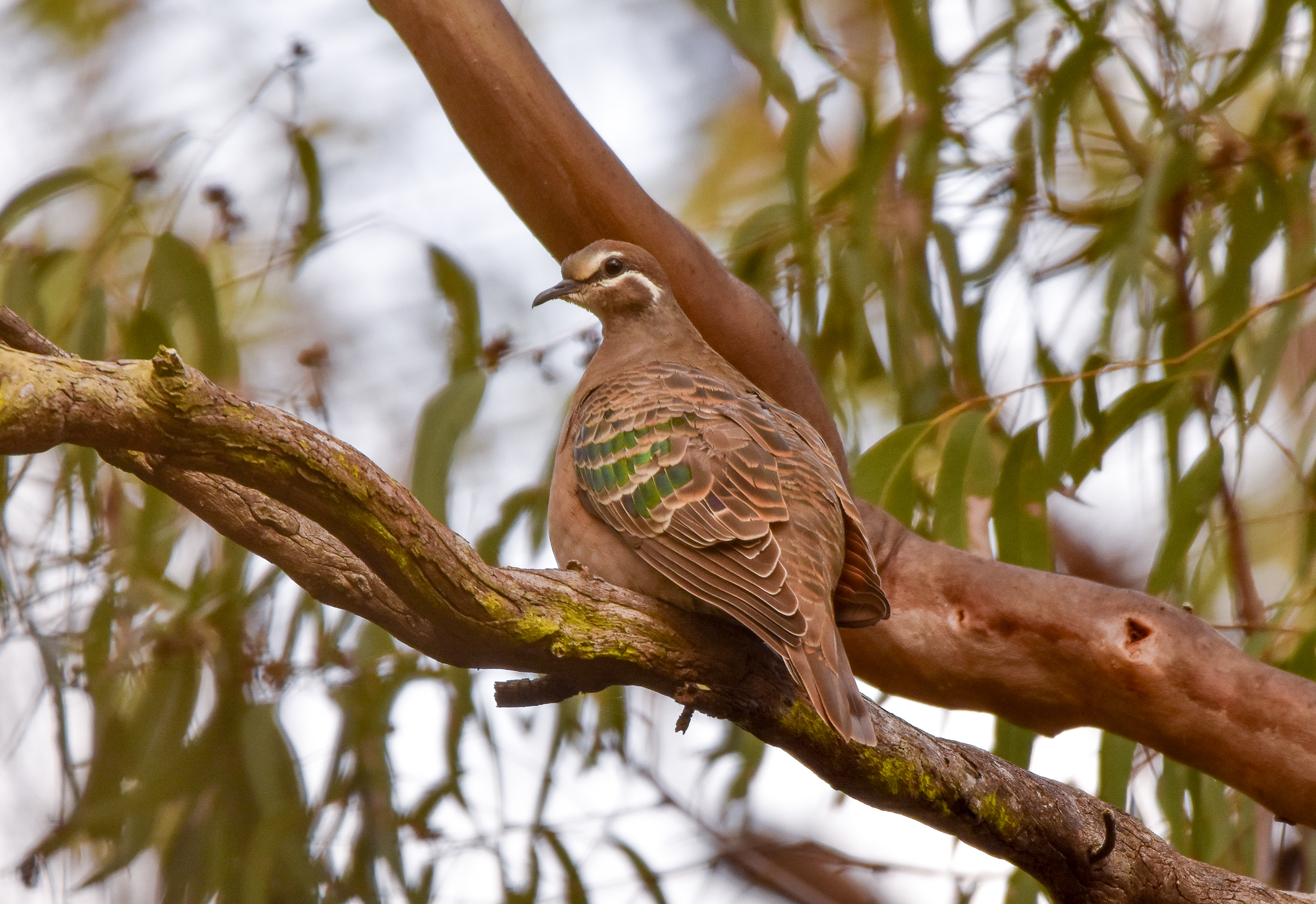 Common Bronzewing