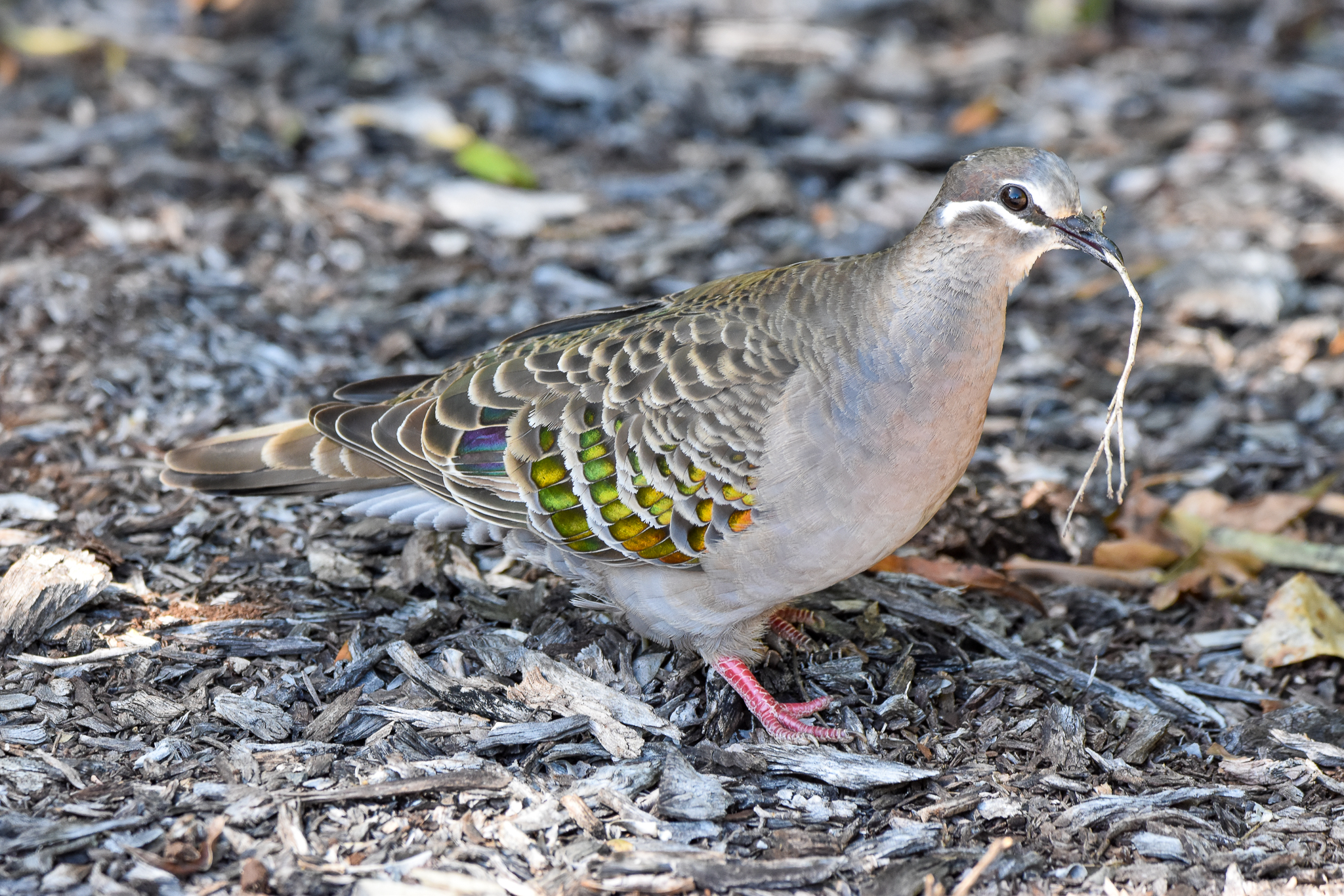 Common Bronzewing