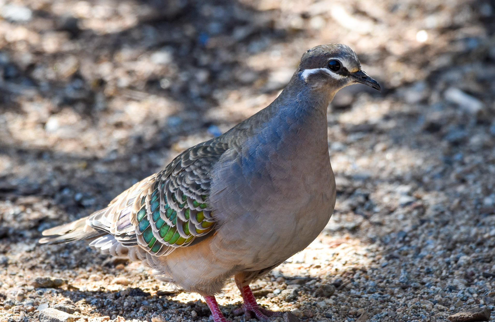 Common Bronzewing