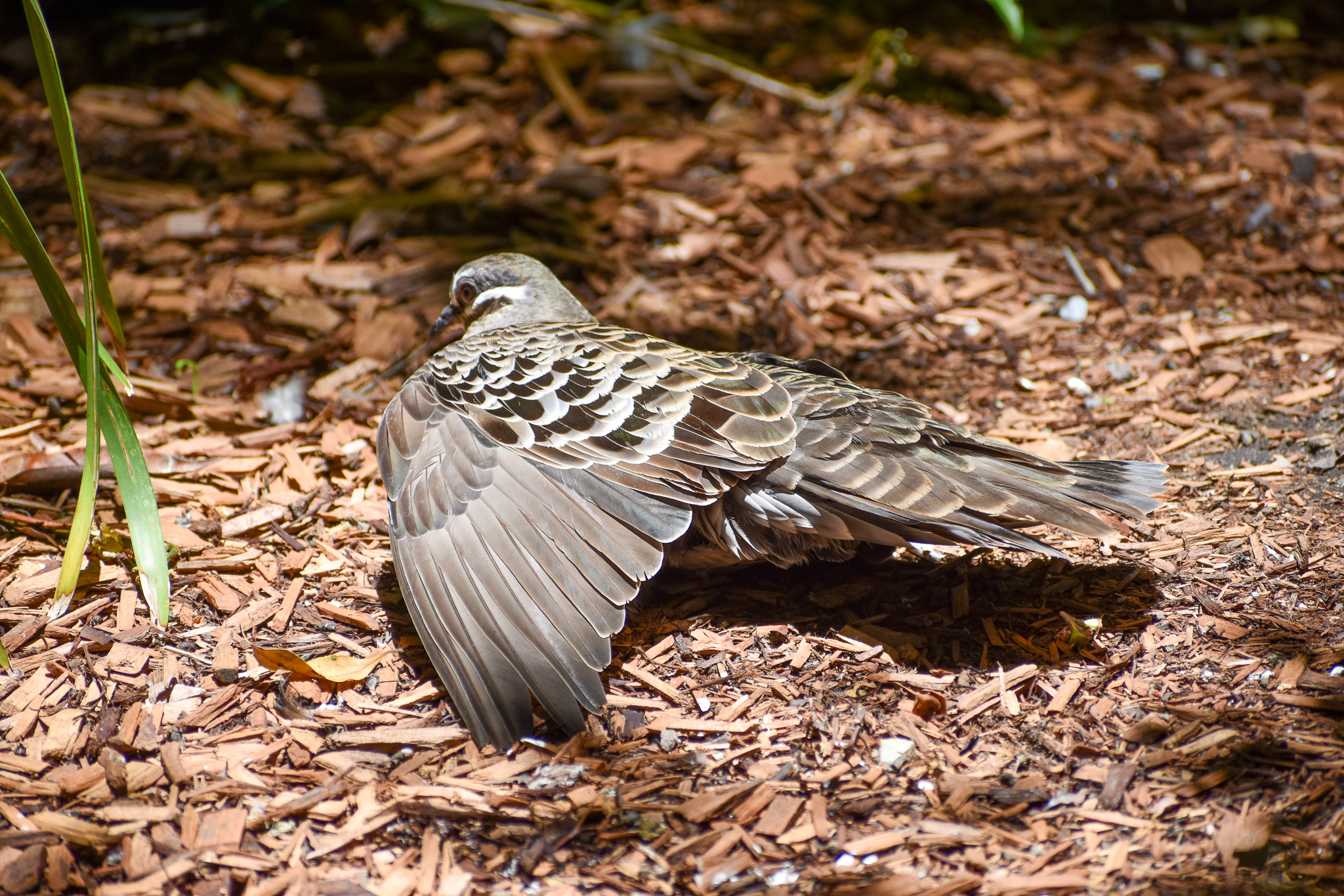 Common Bronzewing