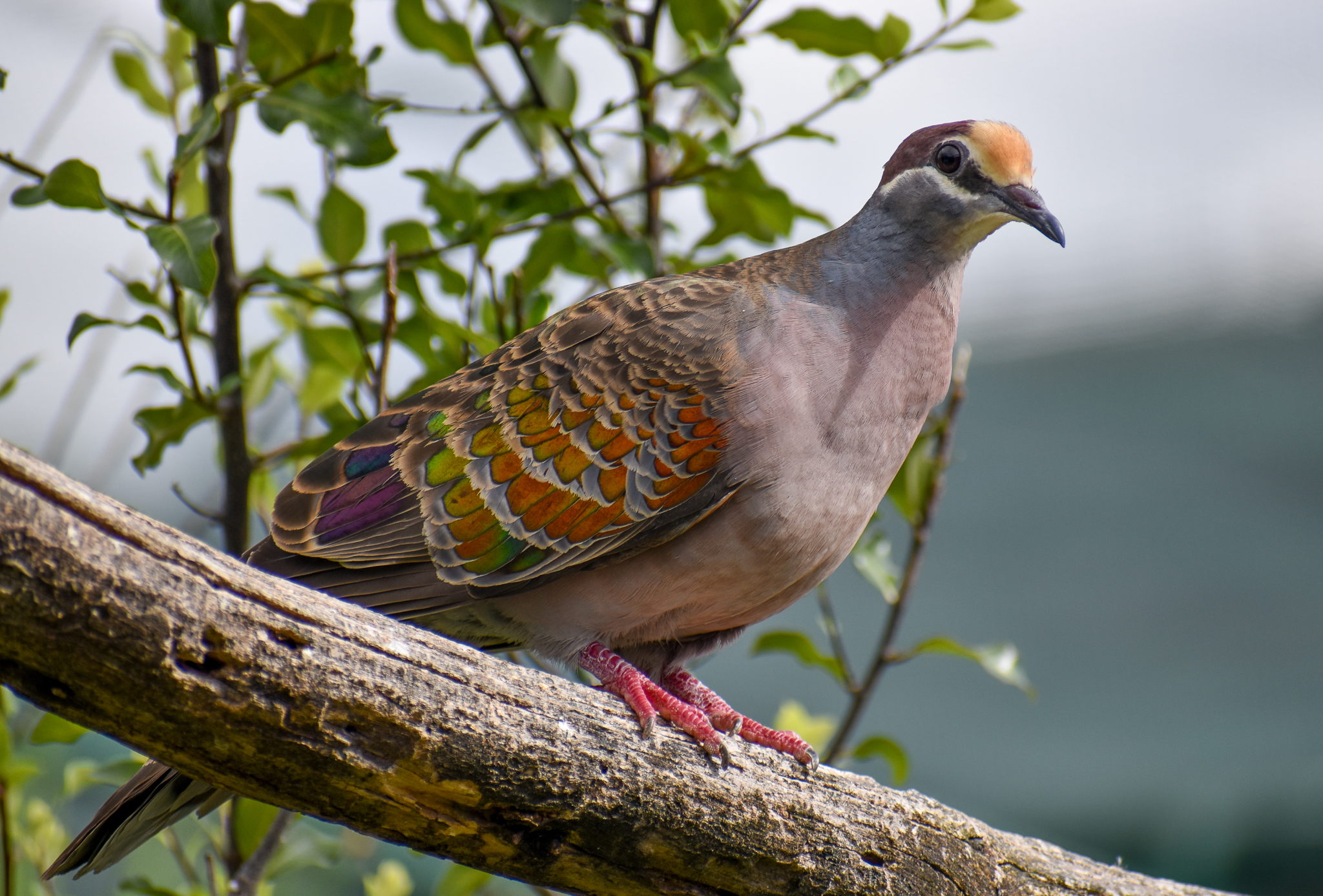 Common Bronzewing