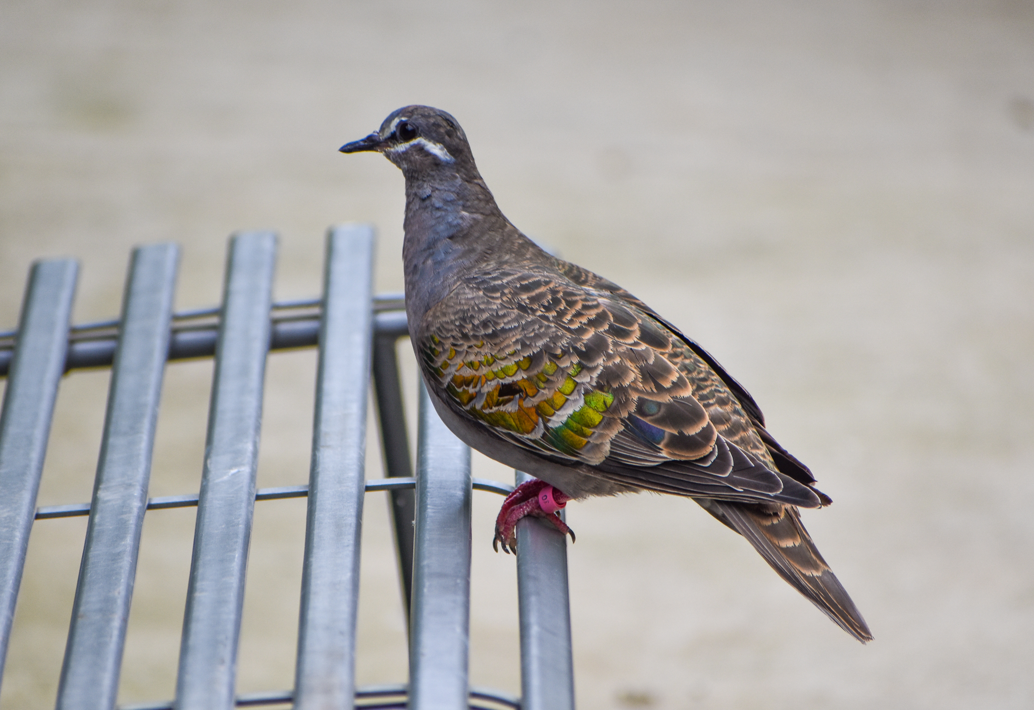Common Bronzewing