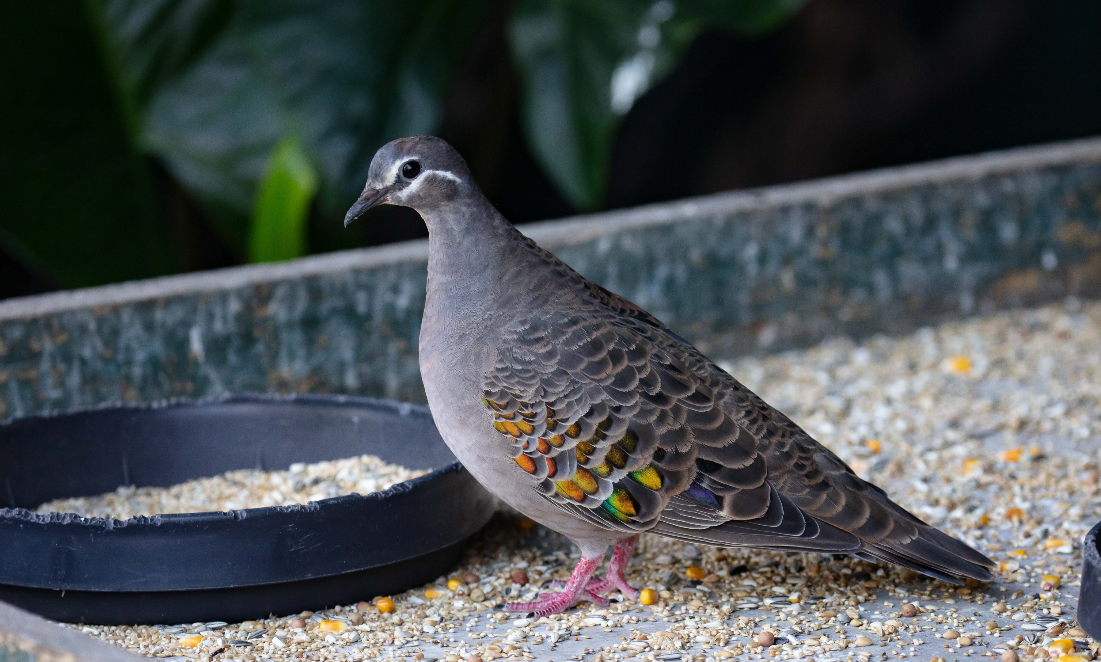 Common Bronzewing