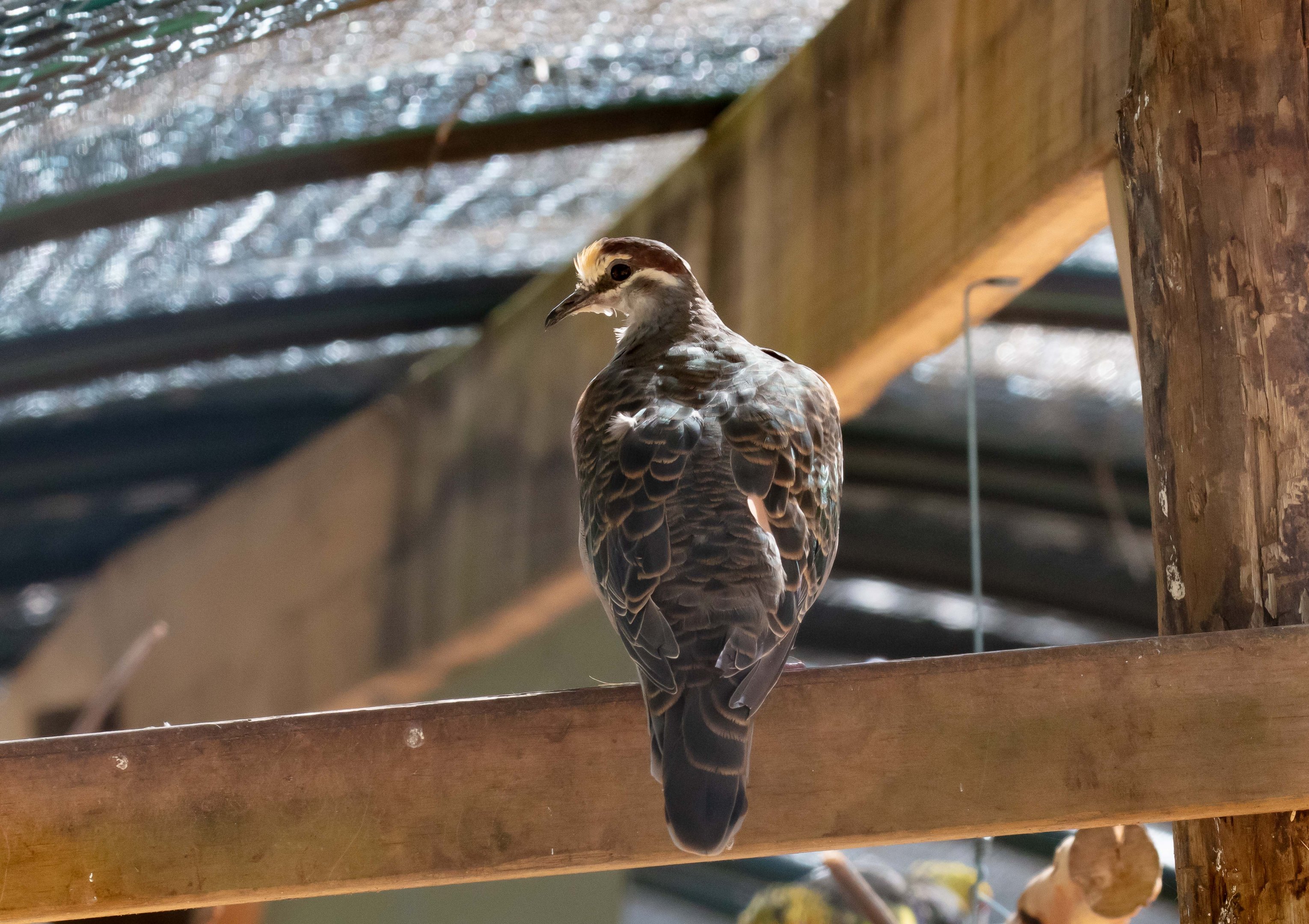 Common Bronzewing