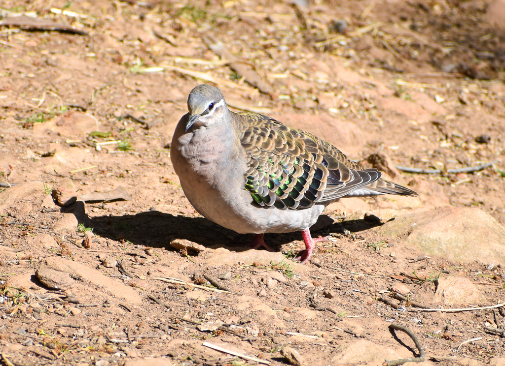 Common Bronzewing