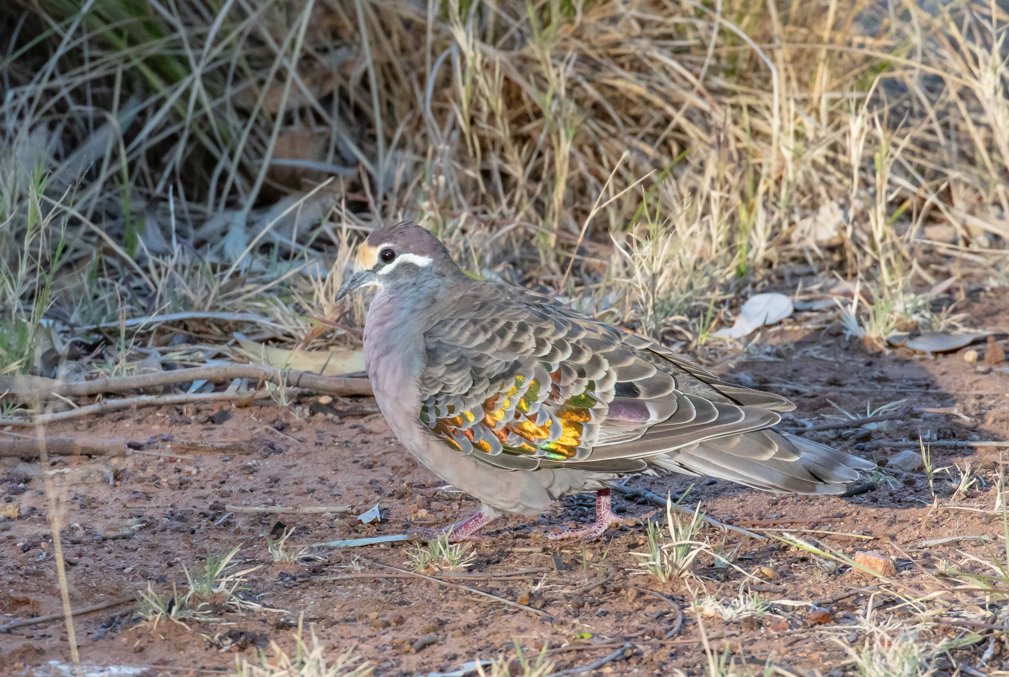 Common Bronzewing
