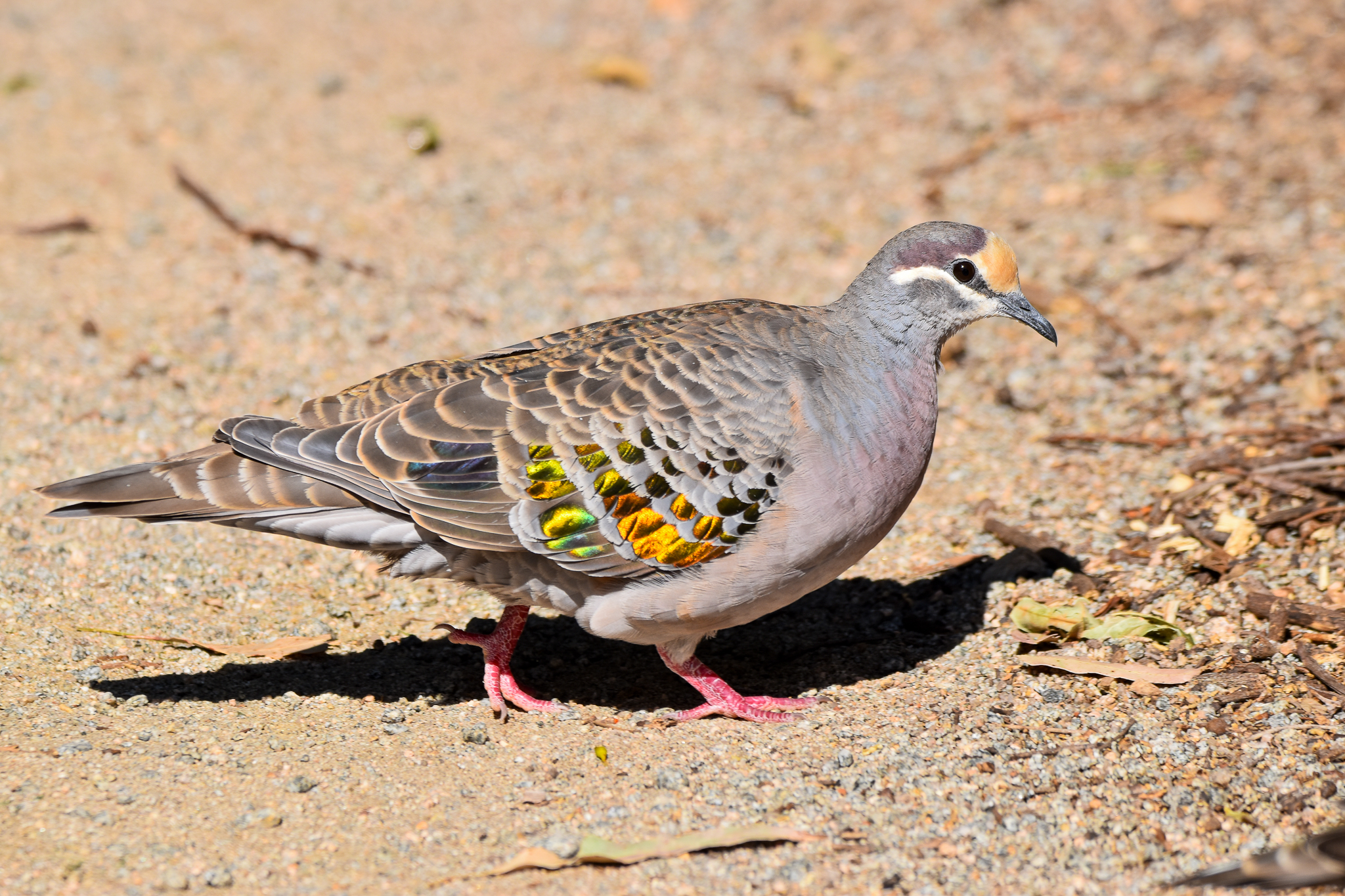 Common Bronzewing