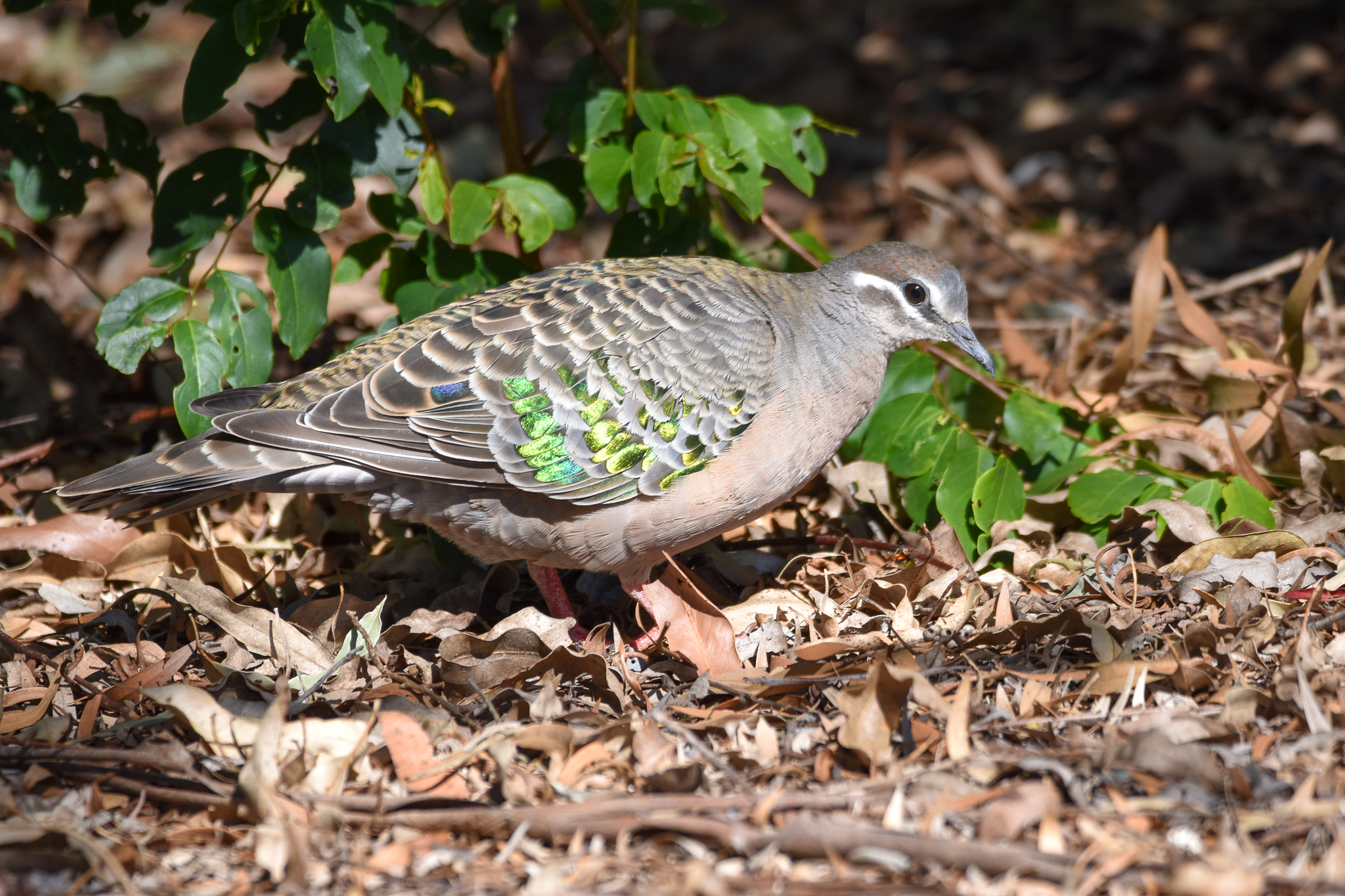 Common Bronzewing