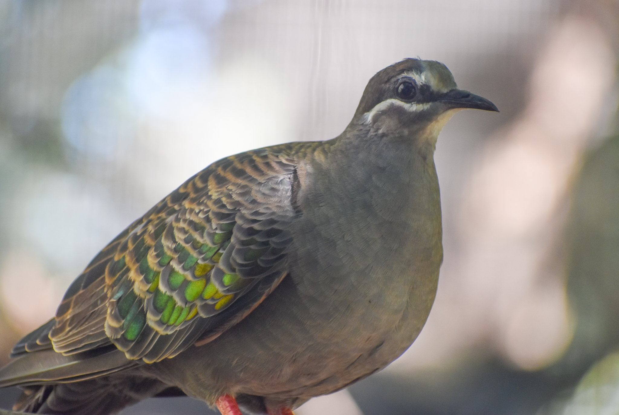 Common Bronzewing