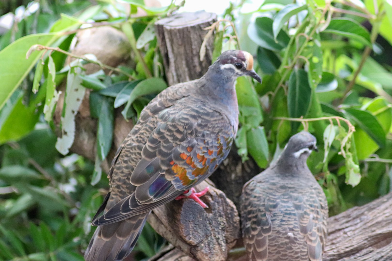 Common Bronzewings (Phaps chalcoptera)
