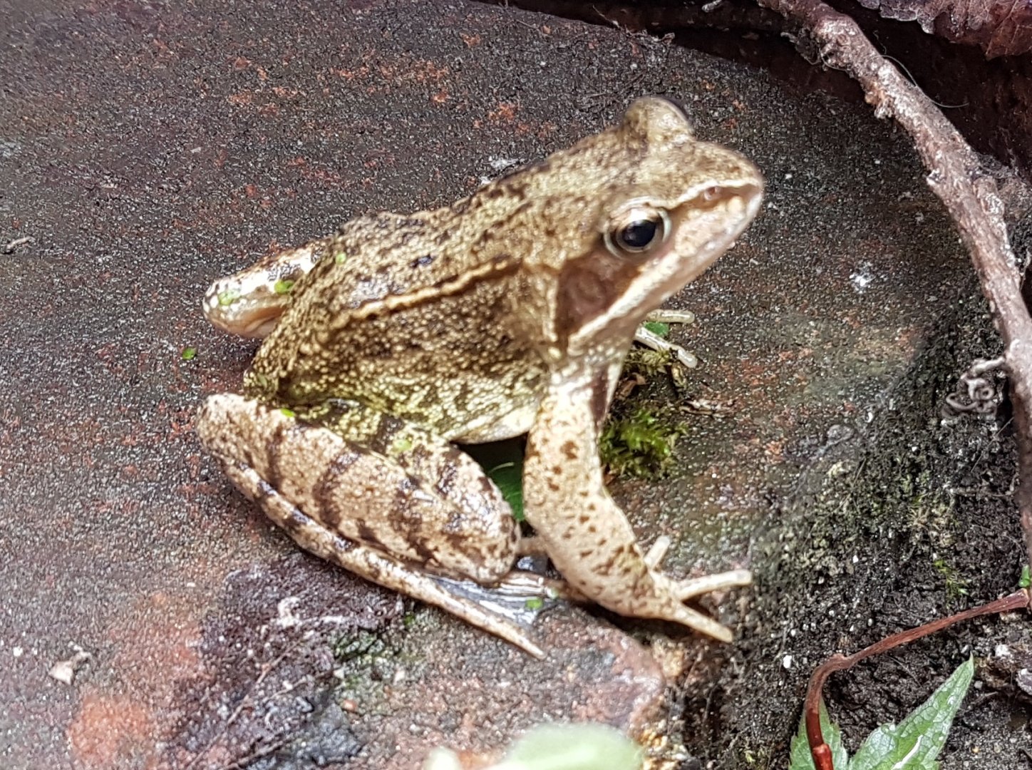 Common brown frog
