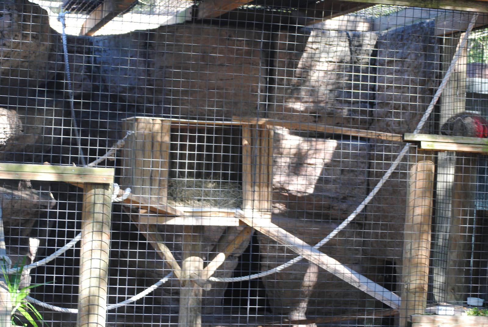 Common Brown Lemur Enclosure