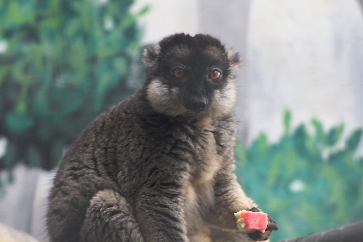 Common brown lemur (Eulemur fulvus fulvus)