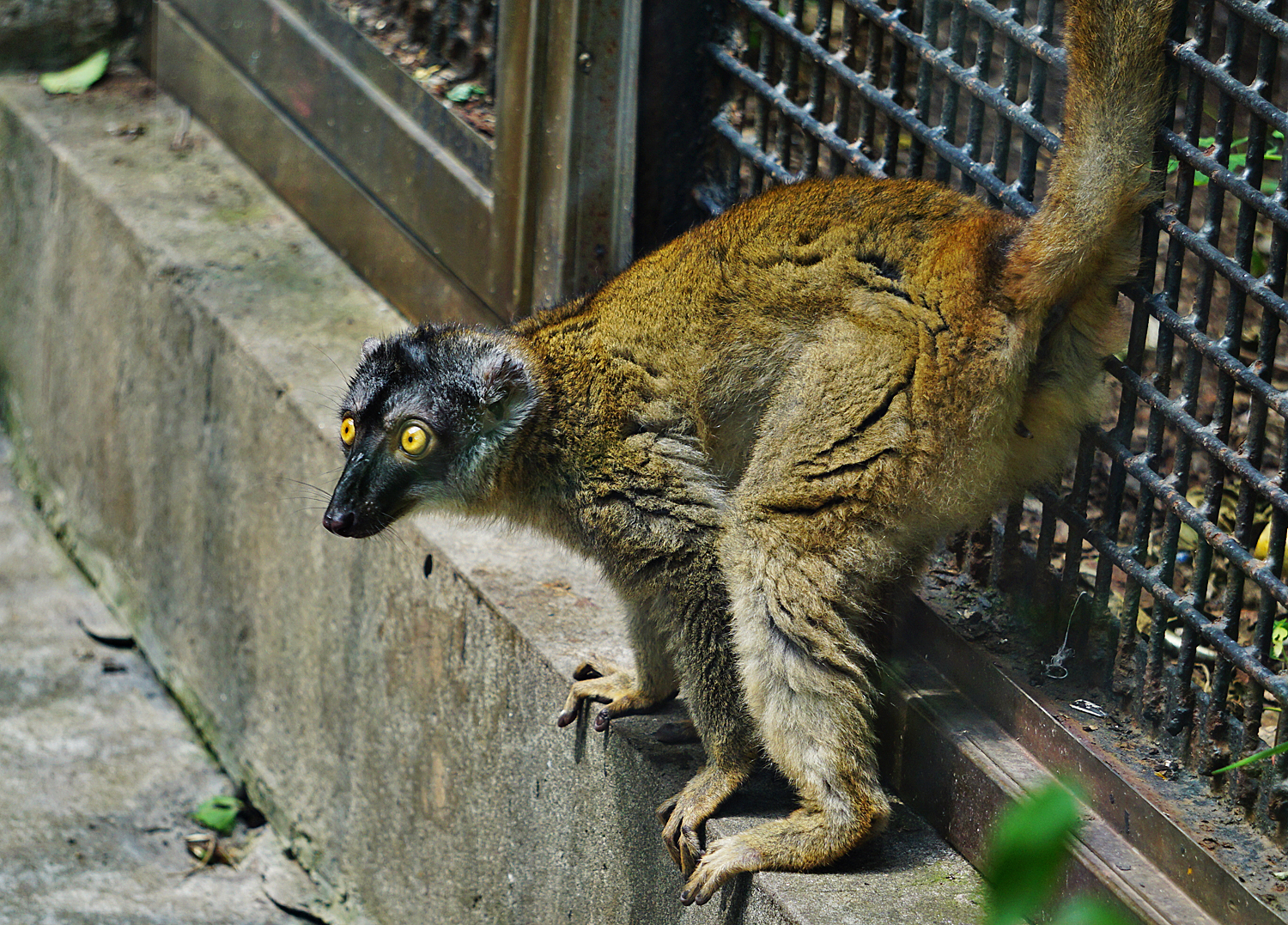 Common brown lemur (Eulemur fulvus)