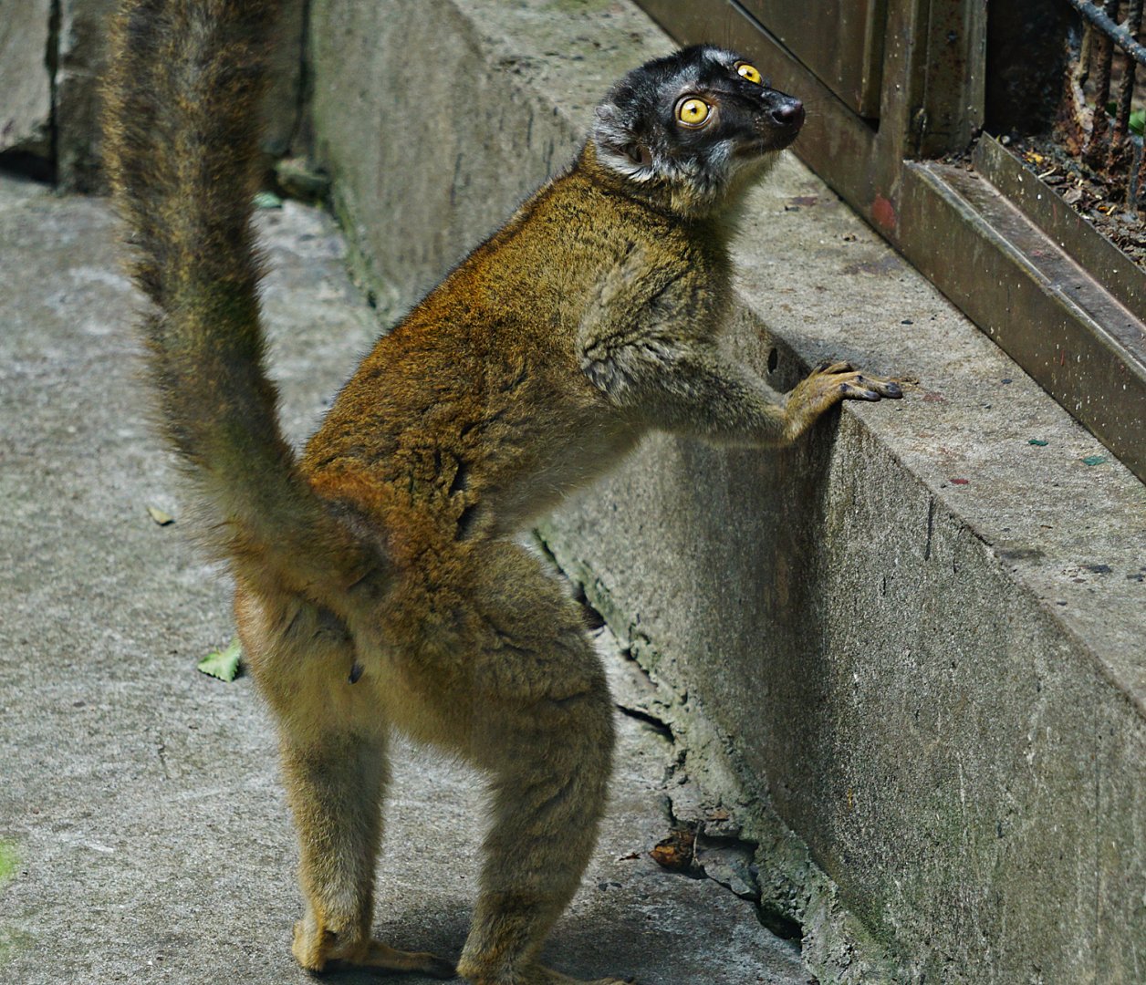 Common brown lemur (Eulemur fulvus)