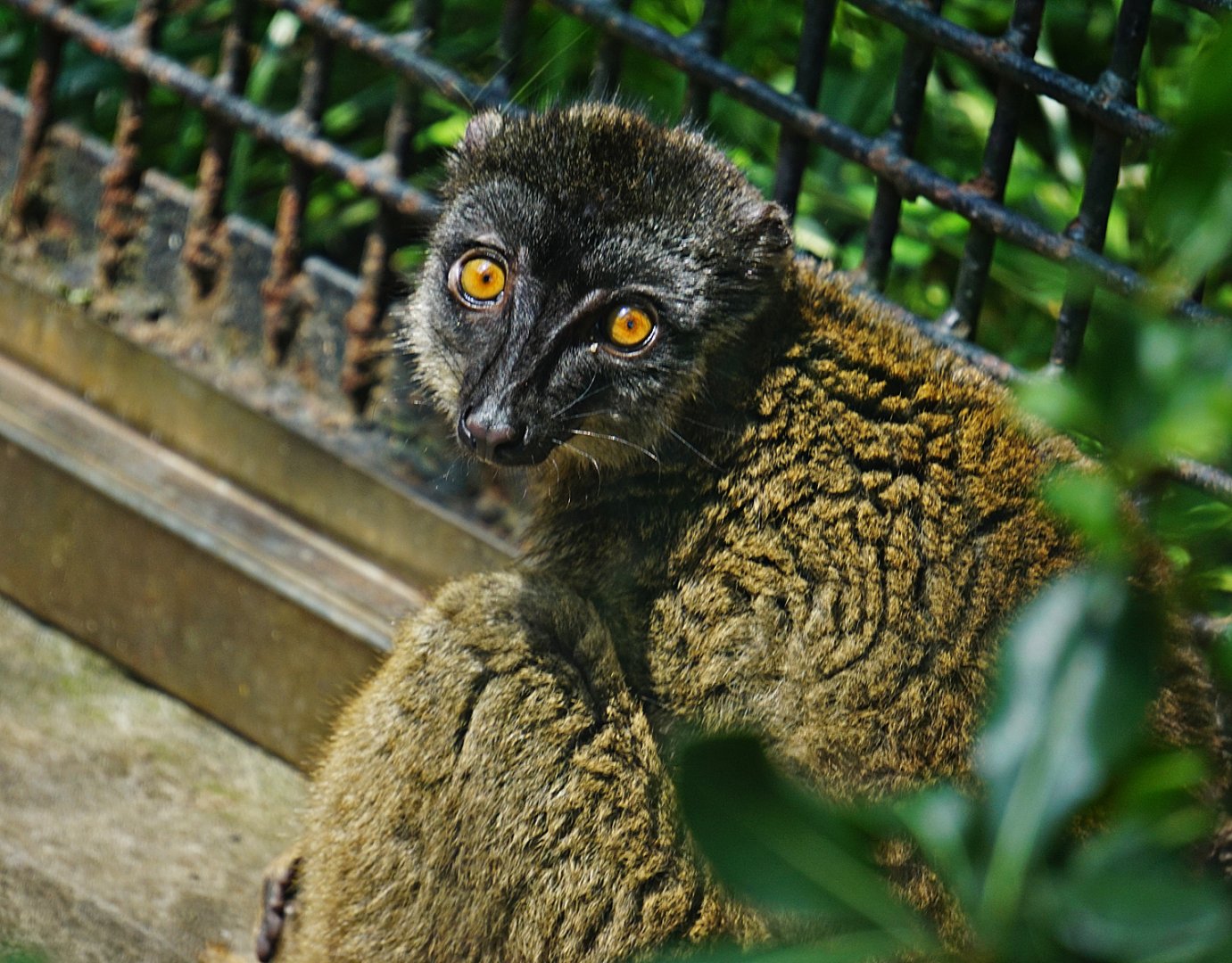 Common brown lemur (Eulemur fulvus)