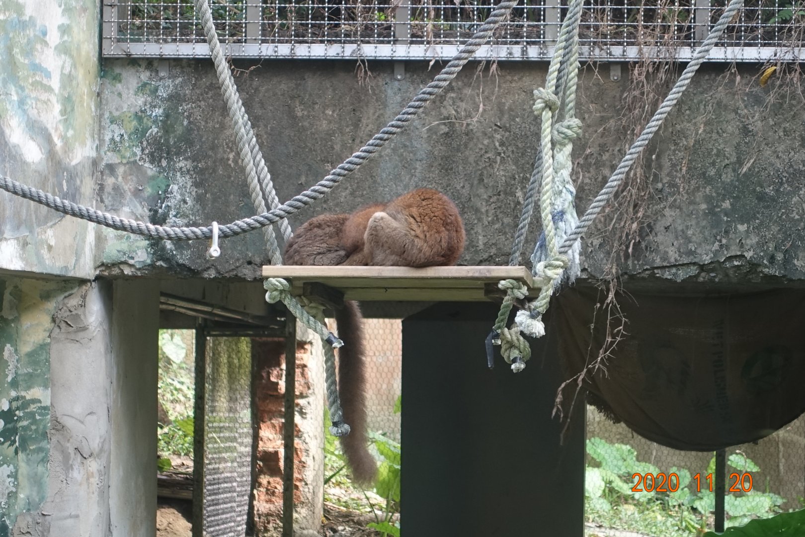 Common Brown Lemur (Eulemur fulvus)