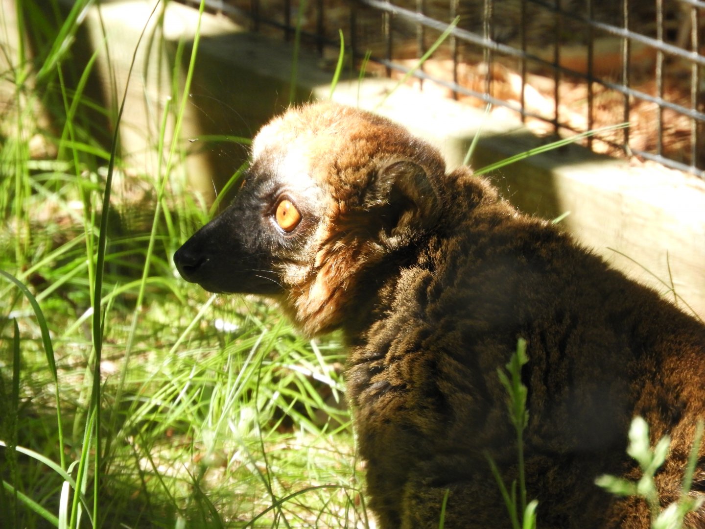 Common Brown Lemur (Eulemur fulvus)