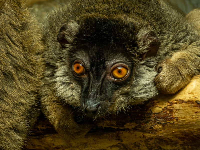 common brown lemur (Eulemur fulvus)
