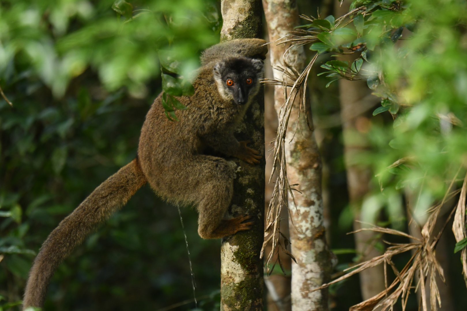 Common brown lemur (Eulemur fulvus)