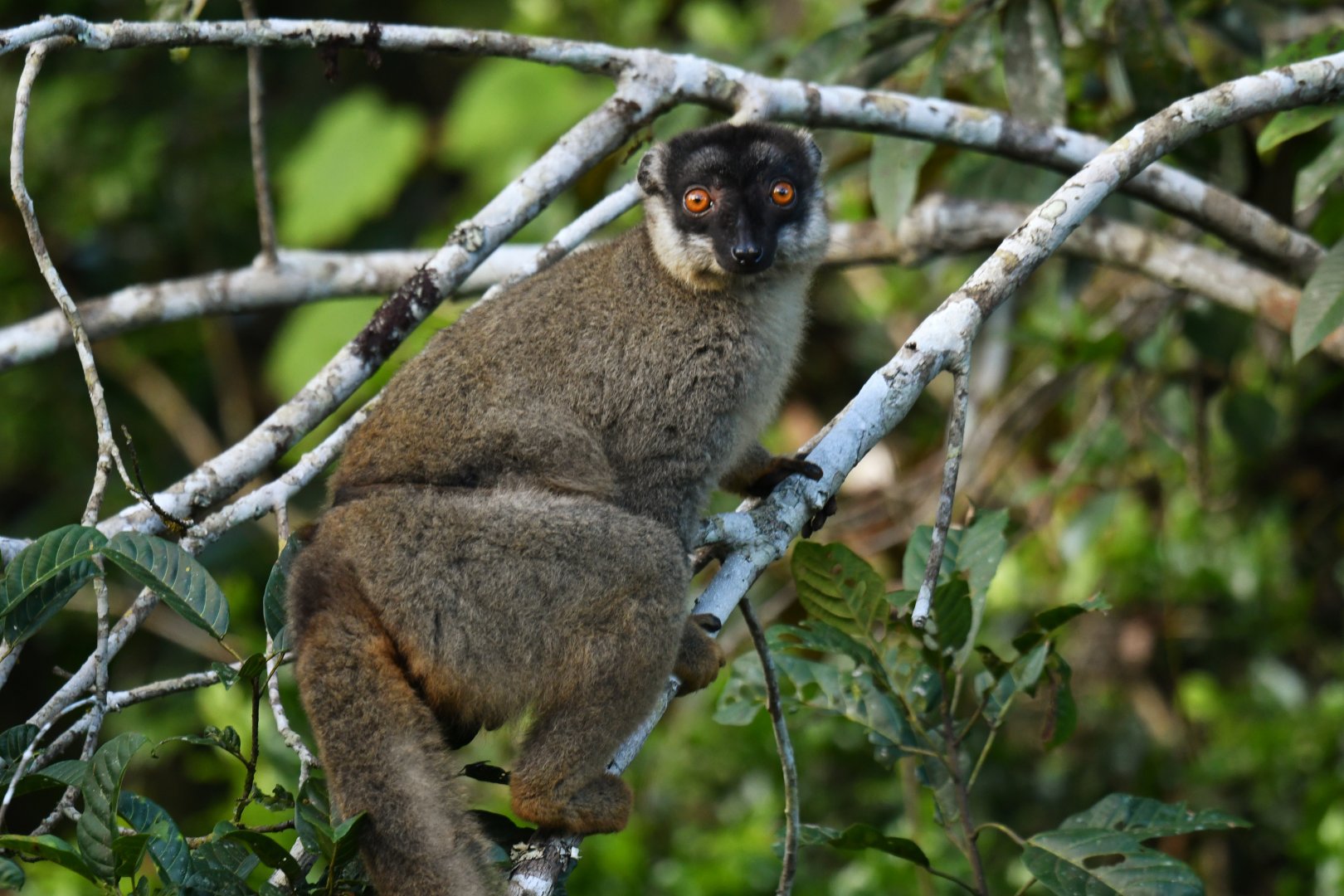 Common brown lemur (Eulemur fulvus)