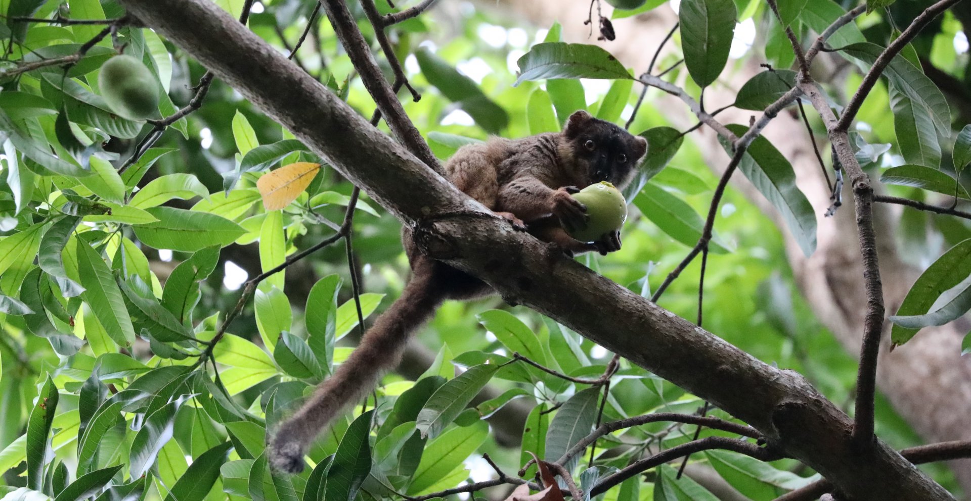 common brown lemur (Eulemur fulvus)