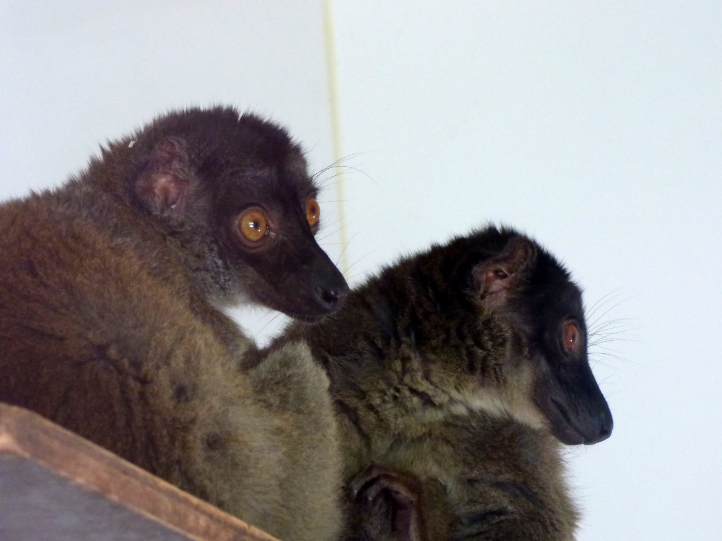 Common brown lemur (Eulemur fulvus)