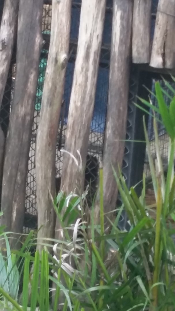 Common brown lemur (Eulemur fulvus)