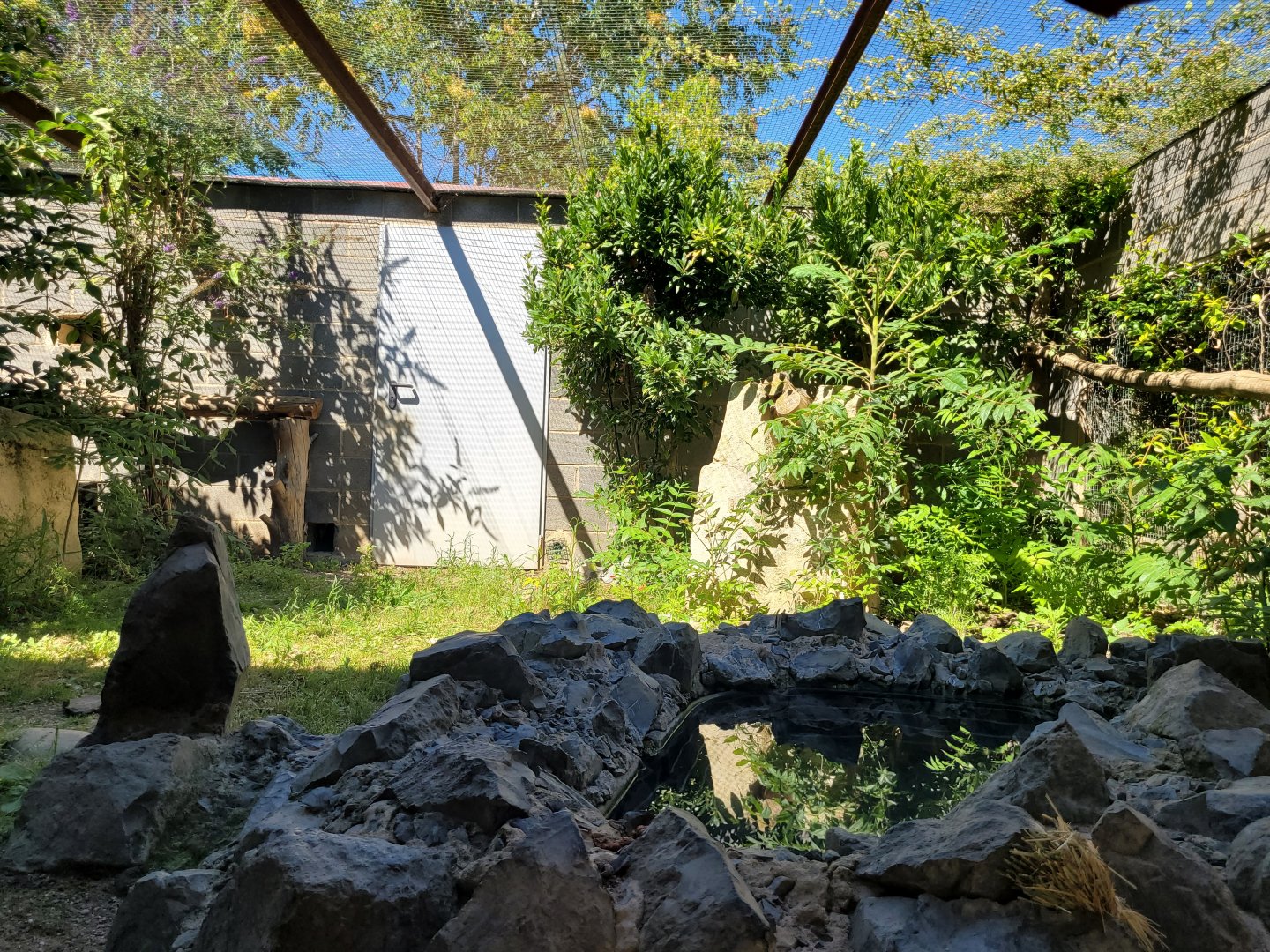 Common brown lemur exhibit -Sendaviva (2024)