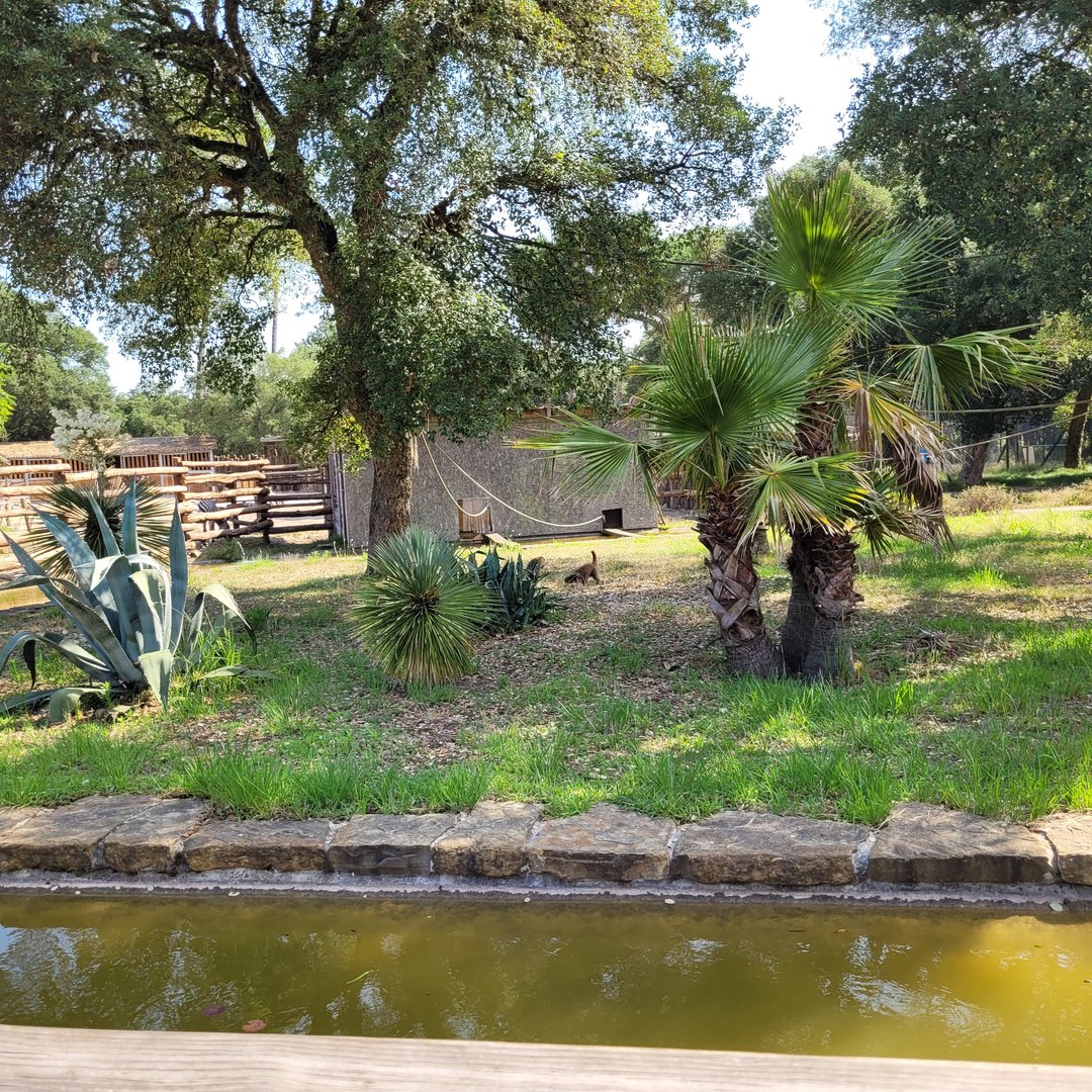 Common brown lemur exhibit -Zoo de Labenne (2023)