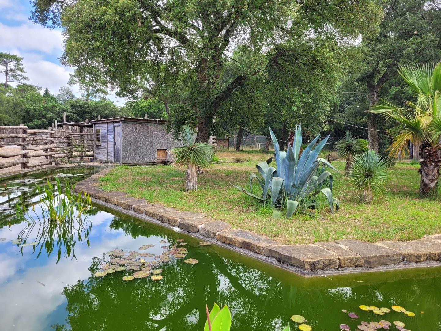 Common brown lemur exhibit -Zoo de Labenne (2024)