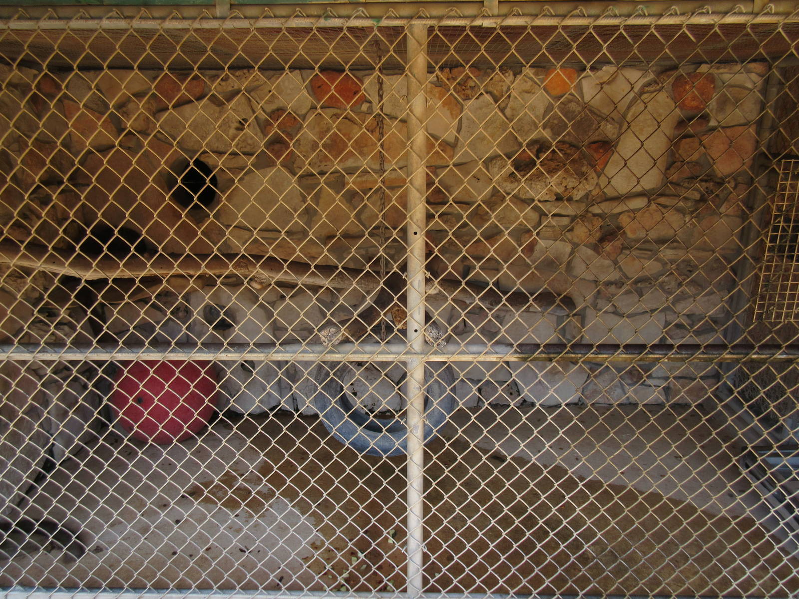 Common Brown Lemur Exhibit