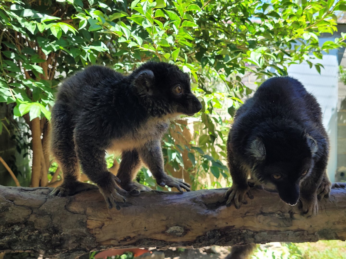 Common brown lemur -Sendaviva (2024)